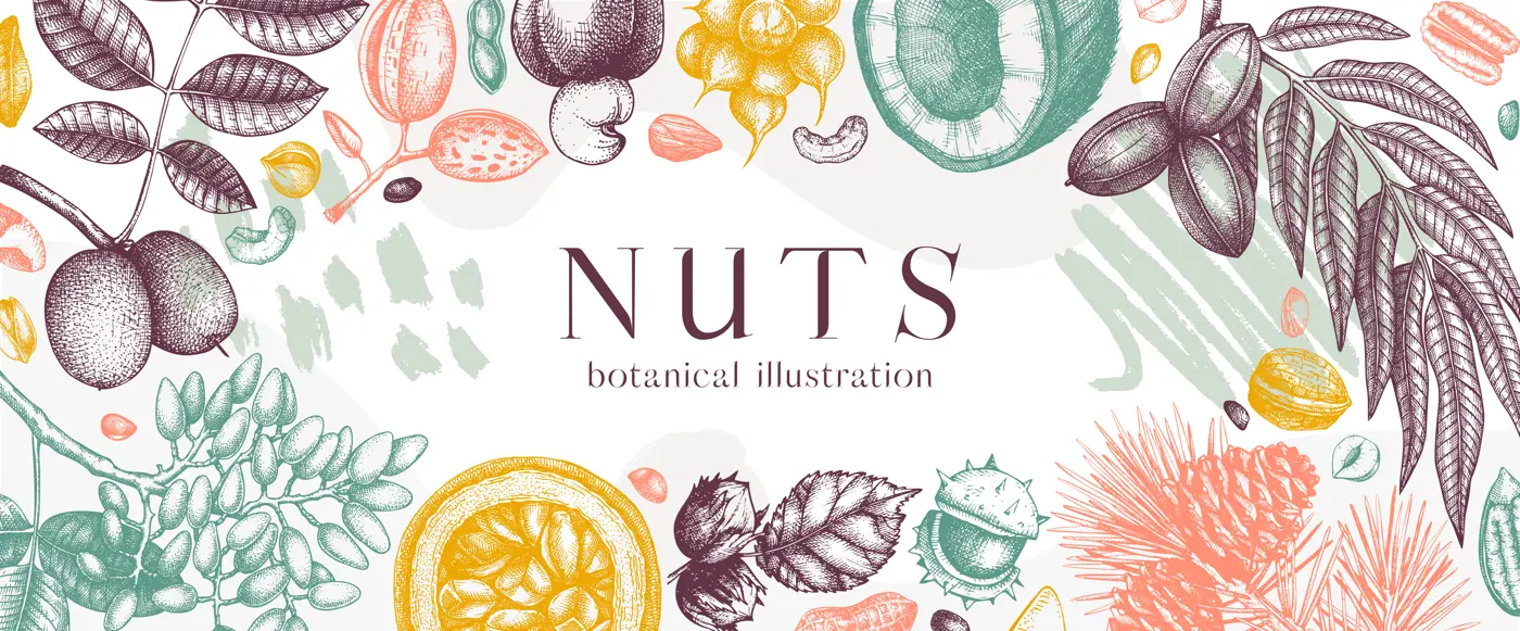 Vector nuts banner in college style. Vintage nuts sketched border. Healthy food background with branches, plants, nutshells hand-drawings and abstract shapes. Realistic botanical illustrations Illustration